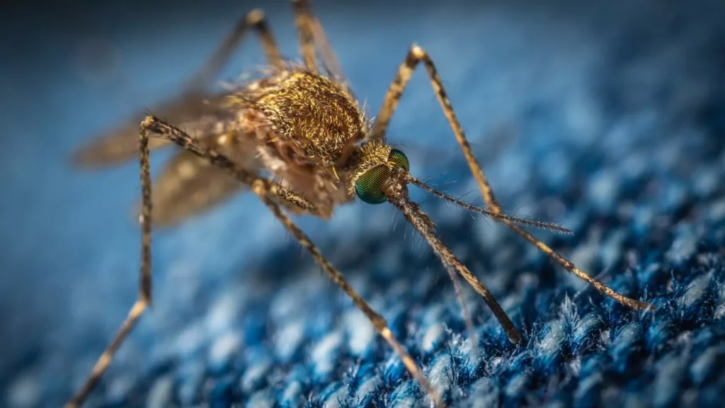 how to get rid of mosquitoes inside the house