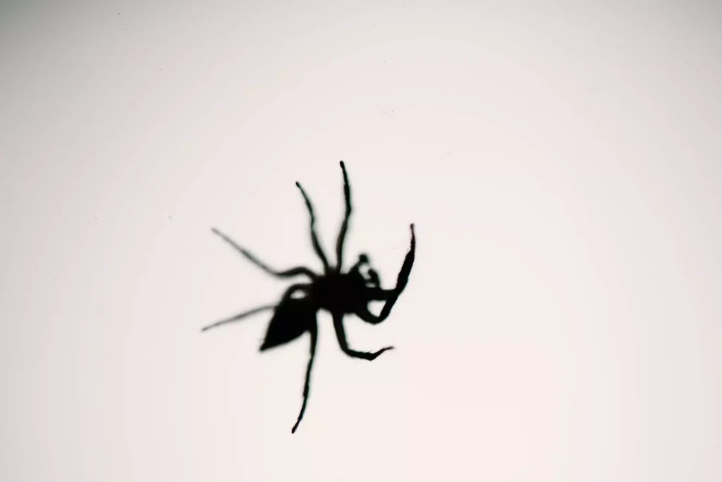 how to get rid of spiders in your house