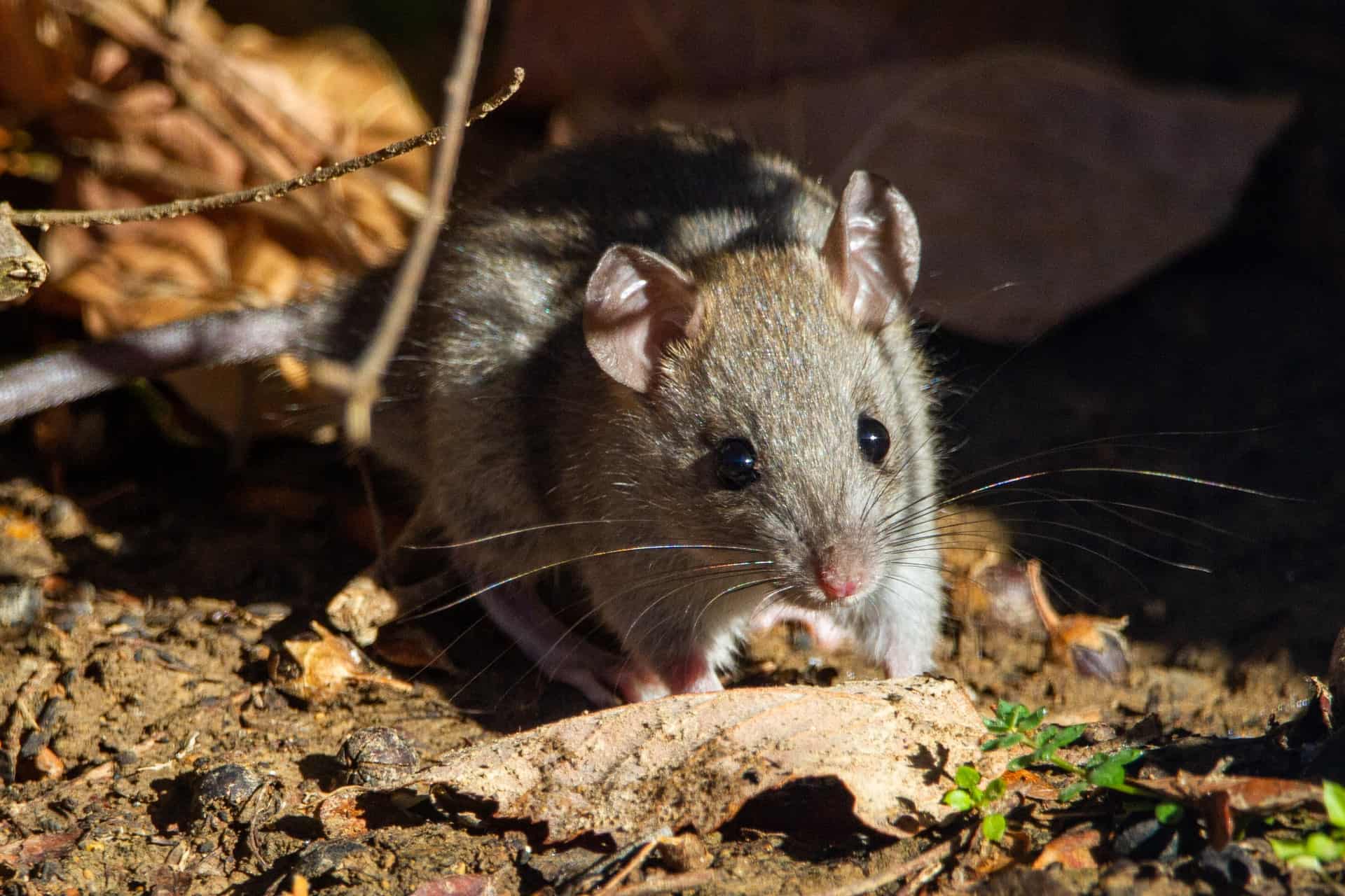 Common Types of Rodents in California