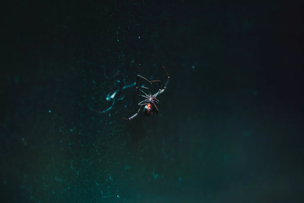 how to kill black widows