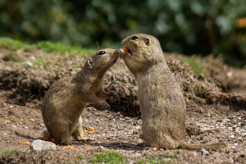 how to prevent gophers from eating tree roots