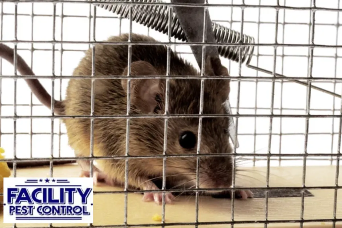 mouse trap