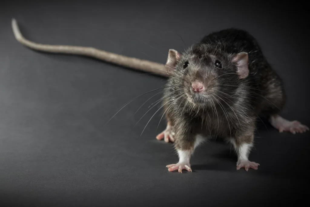 types of rats in california
