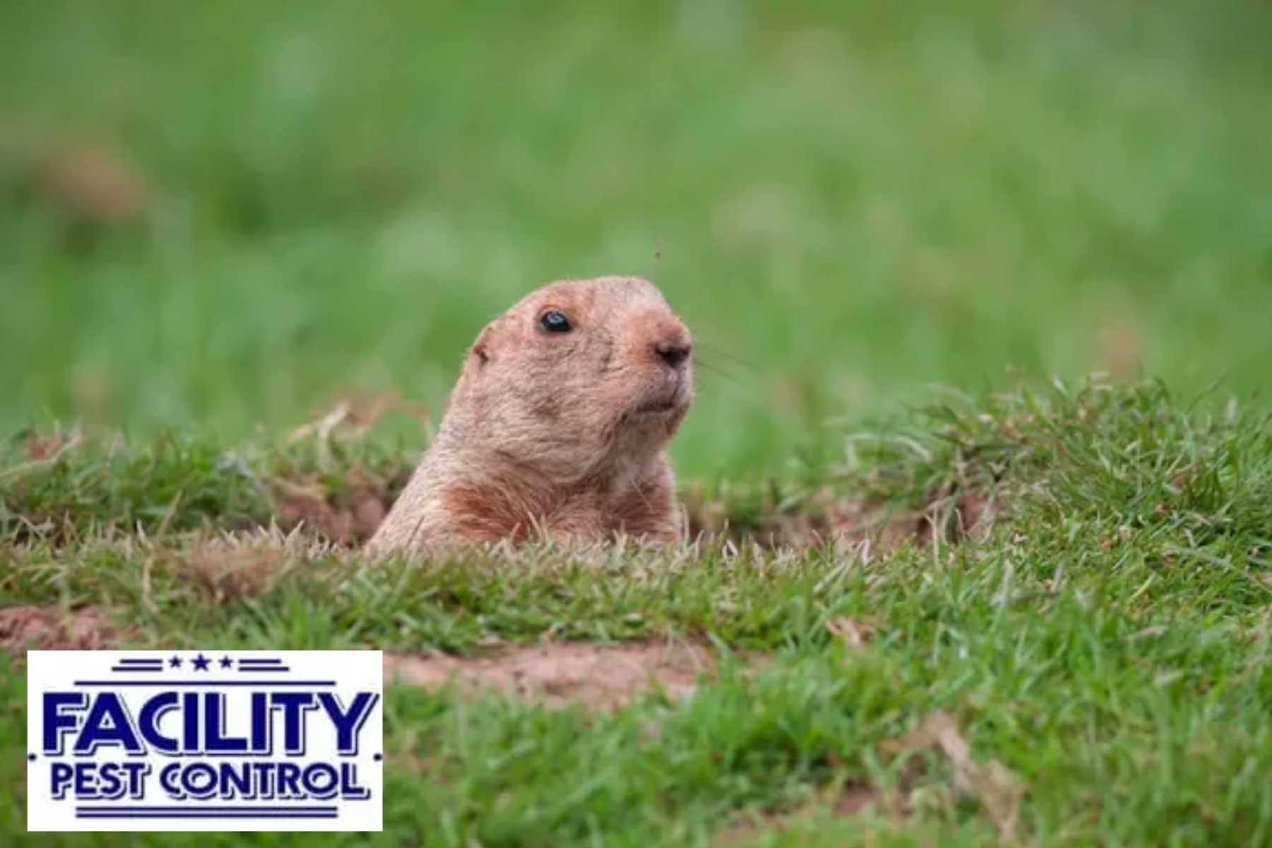 gopher