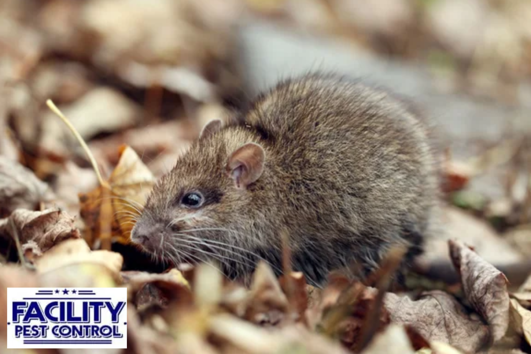 rat