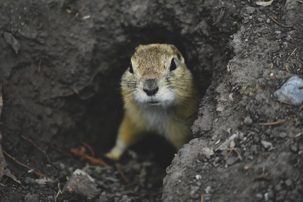 signs of gopher infestation (1)