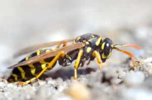 wasp