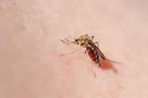 close up of mosquito sucking blood (2)