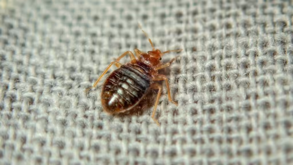 xr:d:daf9y mf59o:118,j:2955911543608177993,t:24040903