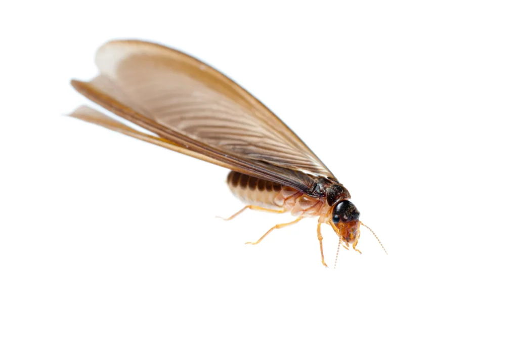 drywood termites scaled