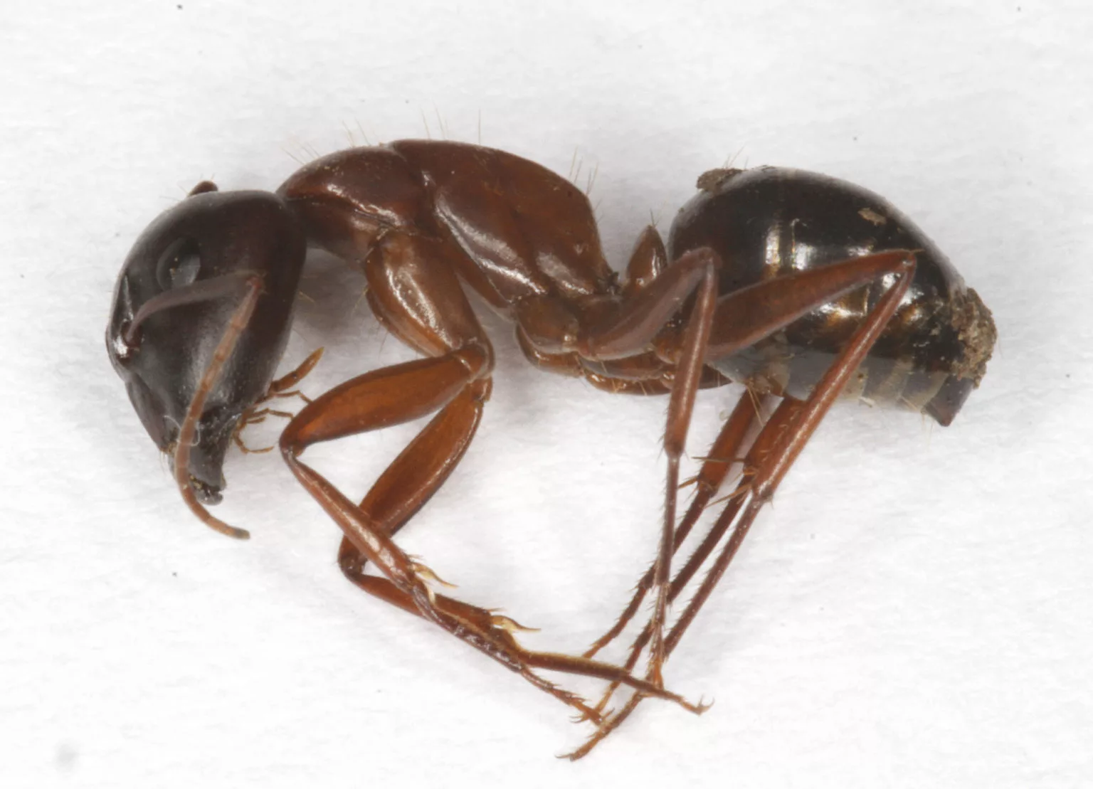 bicolored carpenter ant 1536x1109