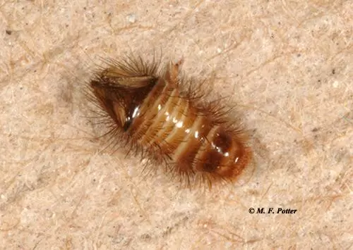 carpet beetles c m.f. potter