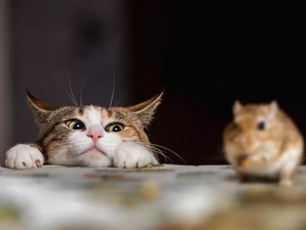 cat and mouse