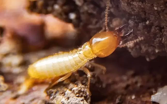termite inspection (1)
