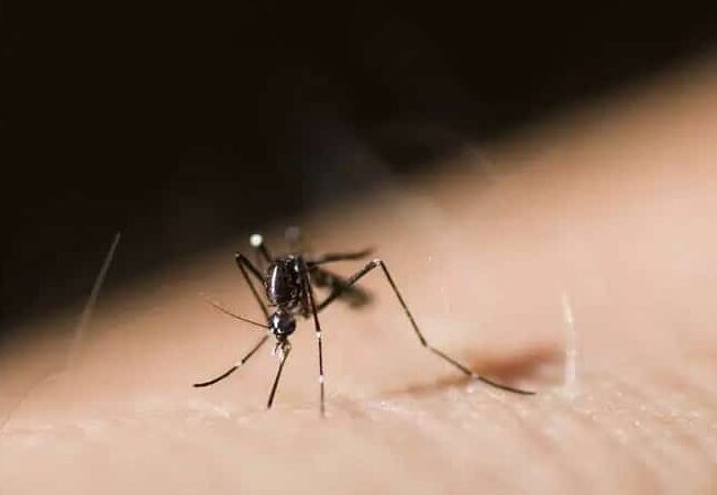 Mosquito Control Woodland Hills CA