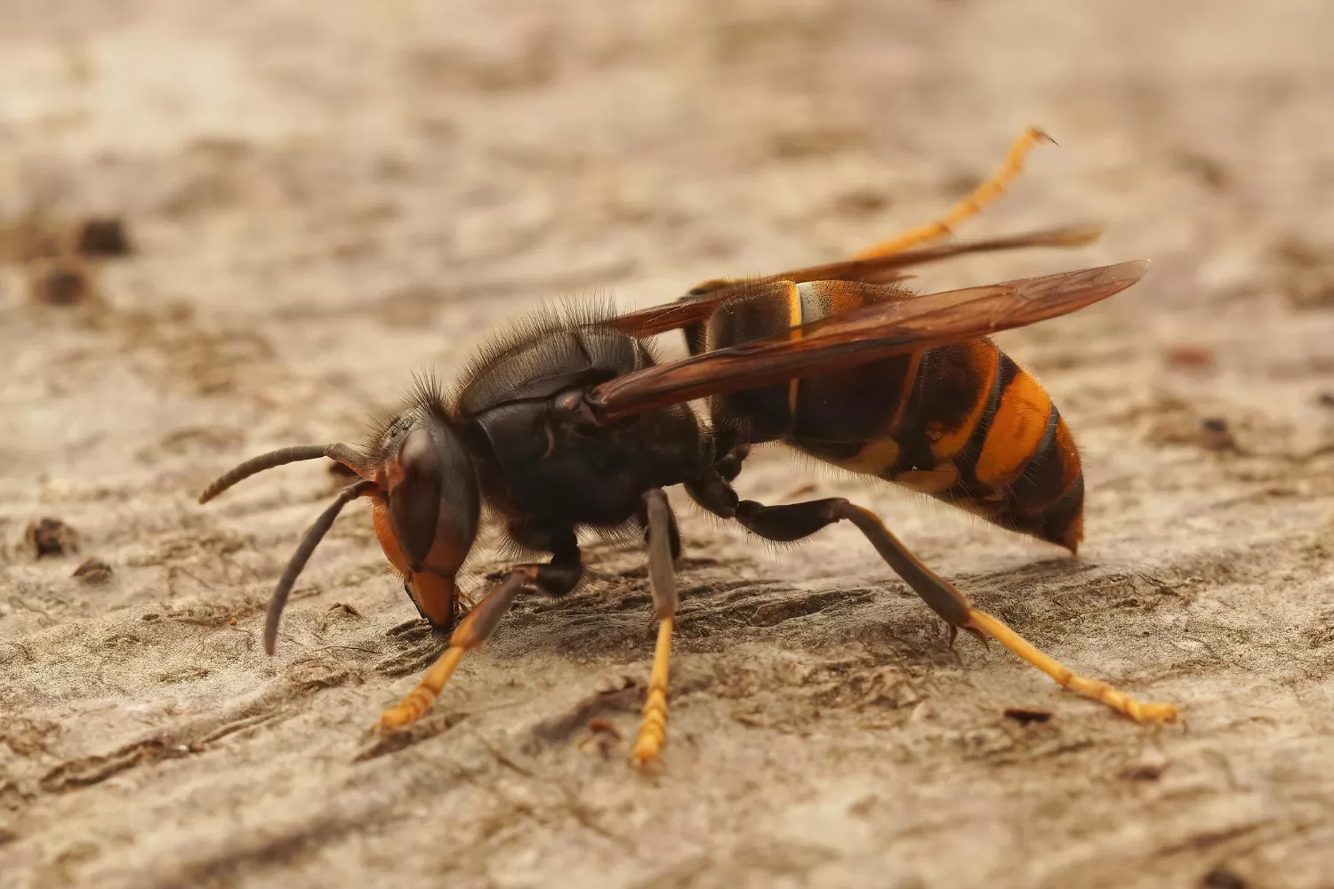 control wasps
