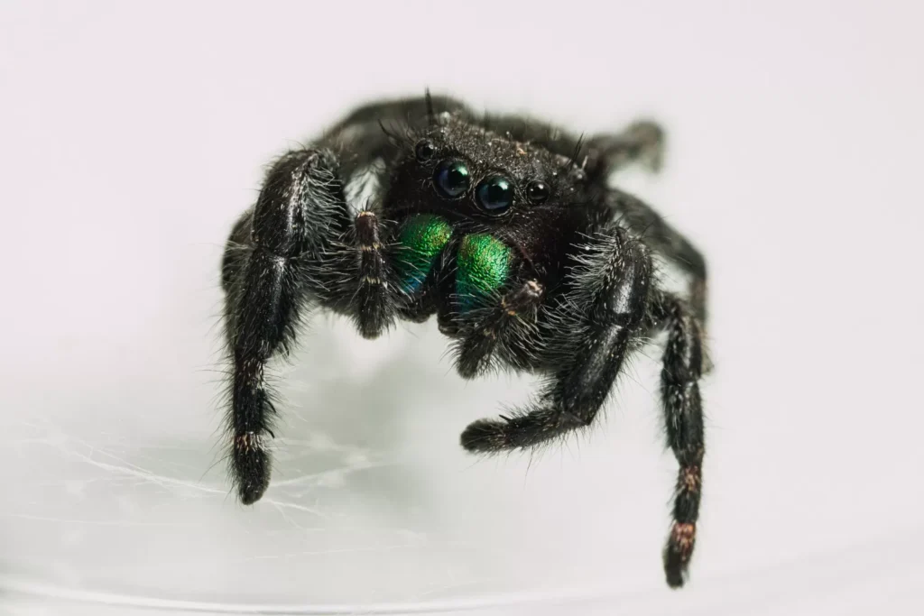 black widow