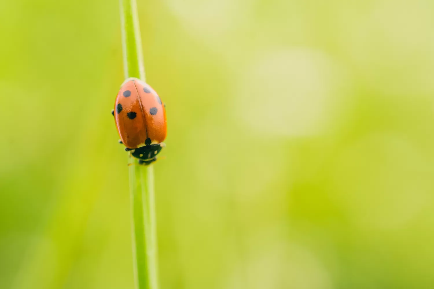 summer insects