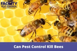 can pest control kill bees