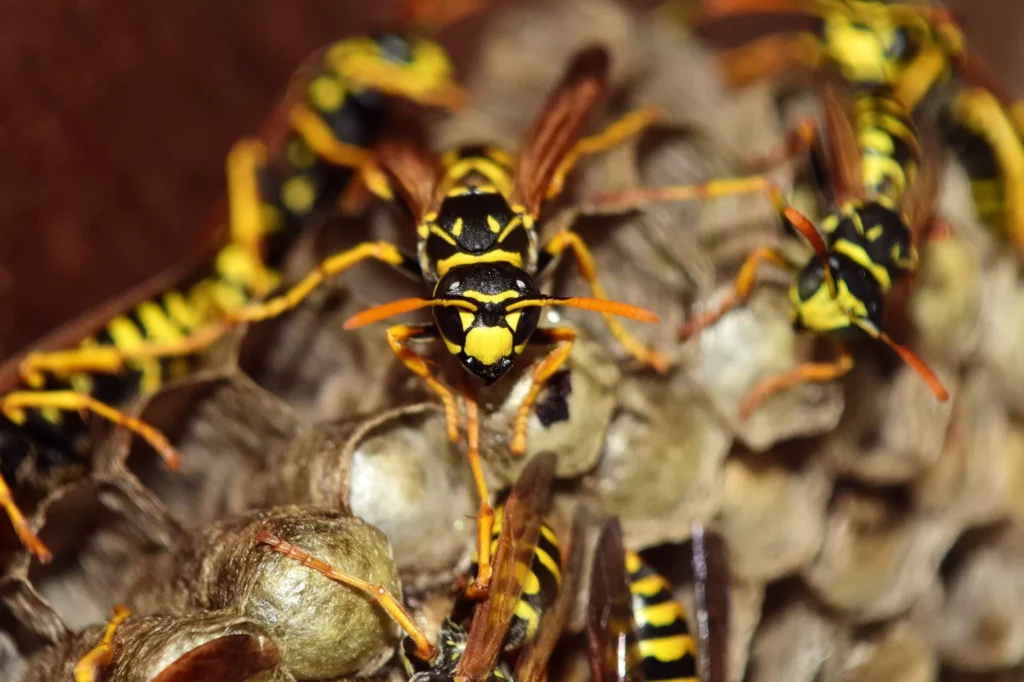 get rid of wasps 3
