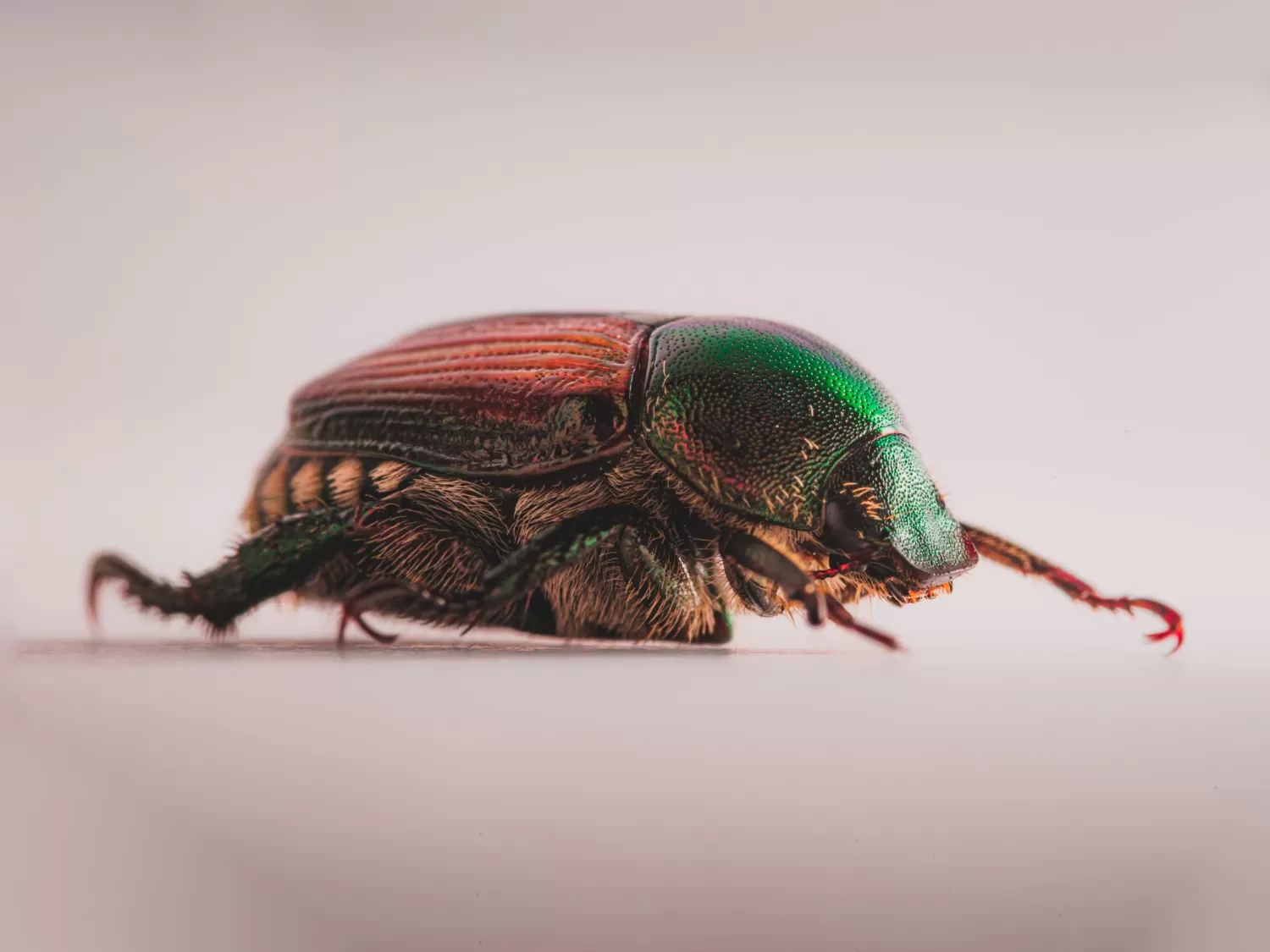 carpet beetles