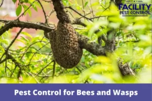 pest control for bees and wasps
