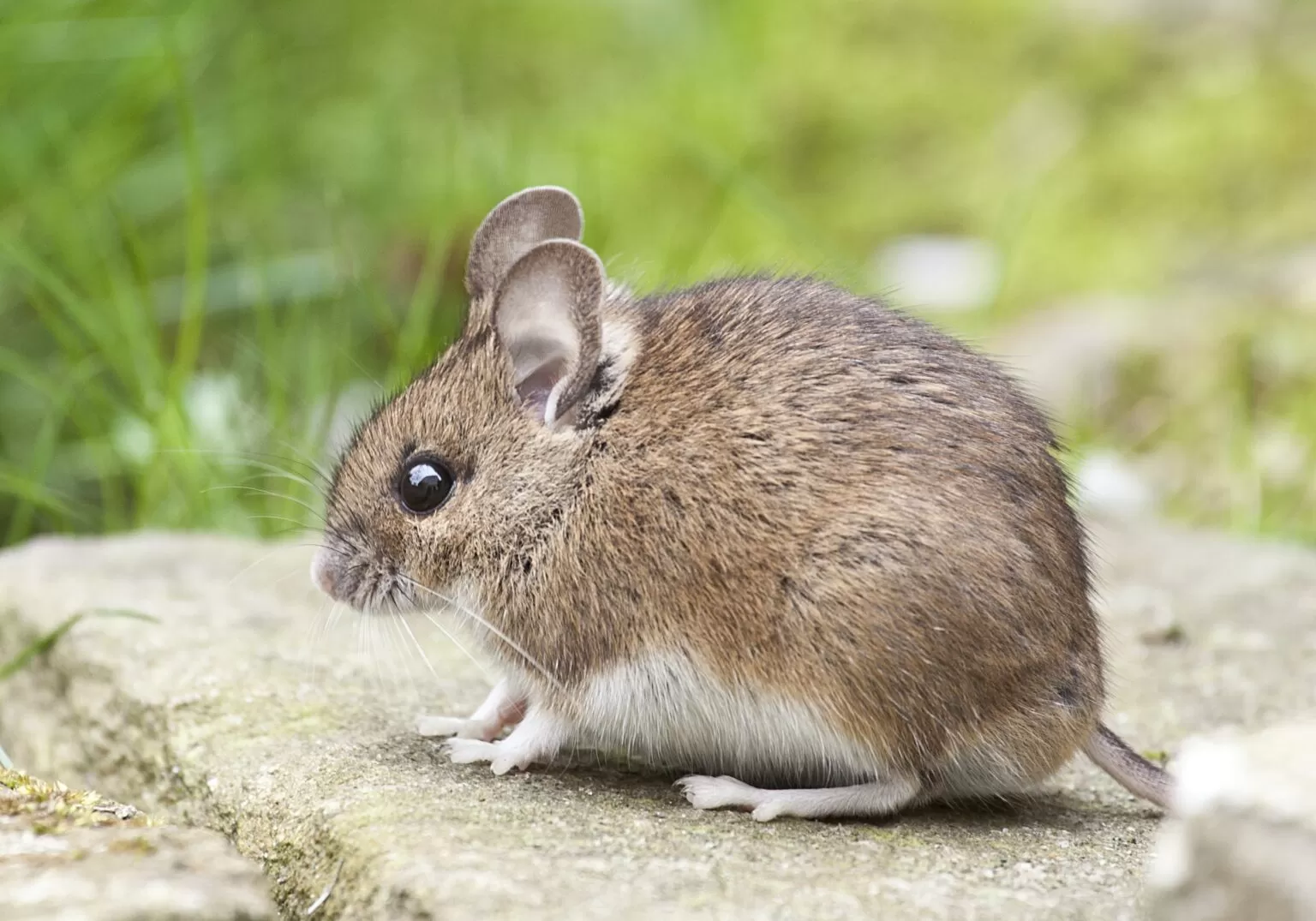 prevent pest infestations 1536x1075