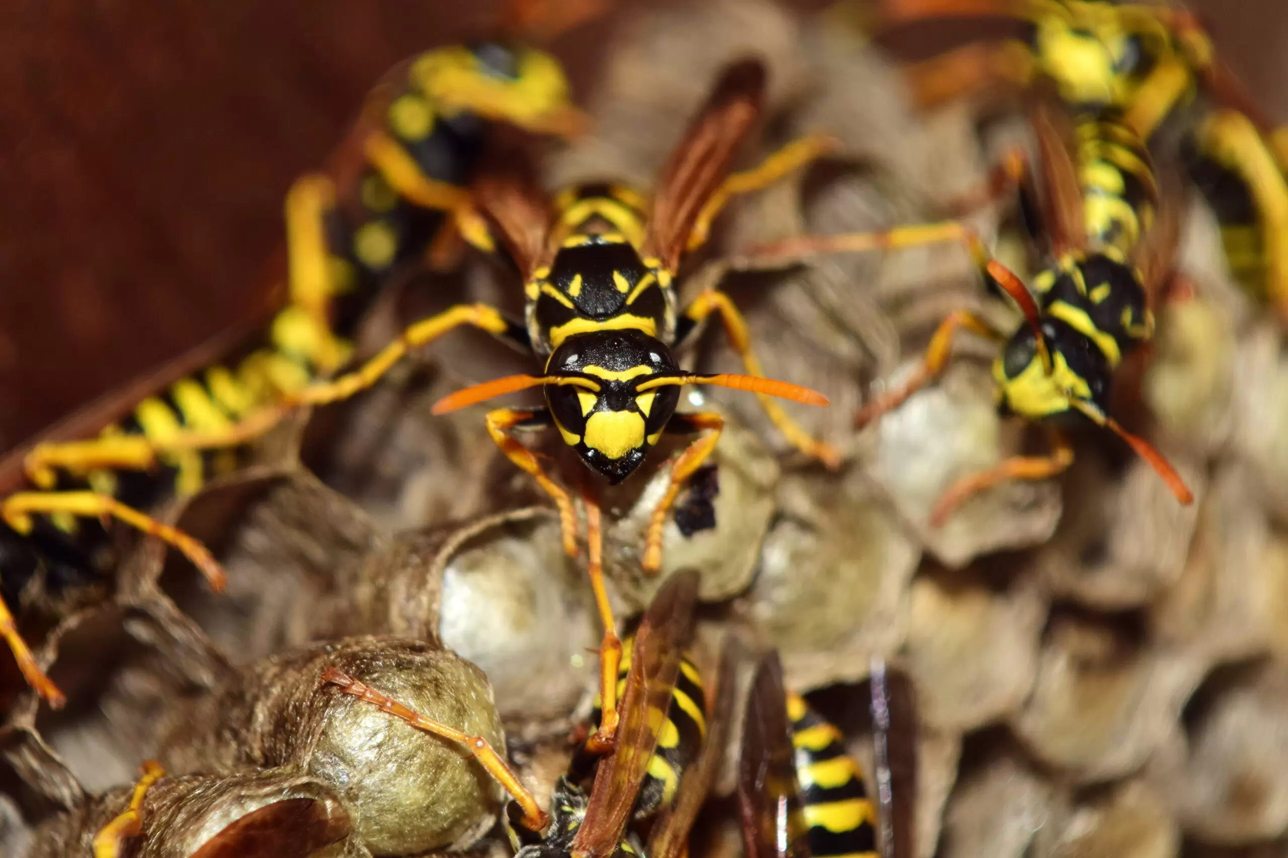 get rid of wasps 1 scaled