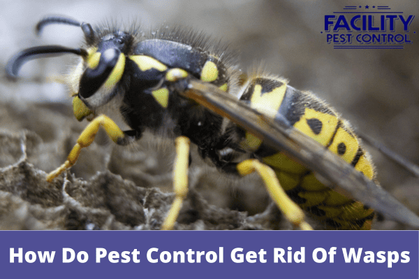How Do Pest Control Get Rid Of Wasps