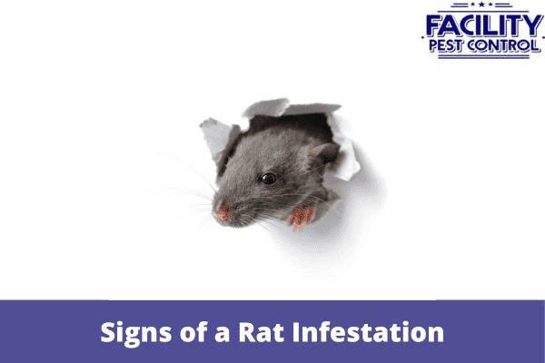 Signs of a Rat Infestation: Identifying the Problem Early