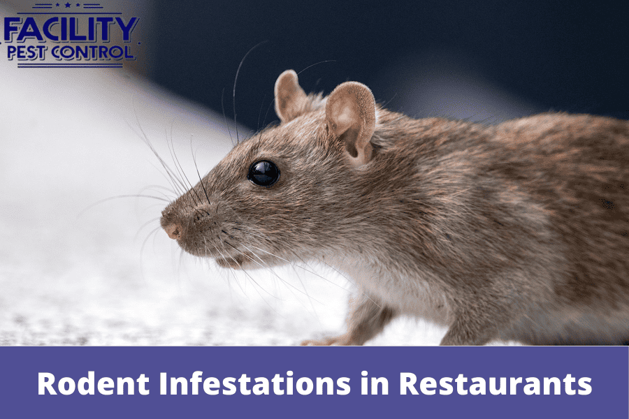 Rodent Infestations in Restaurants and How to Tackle Them