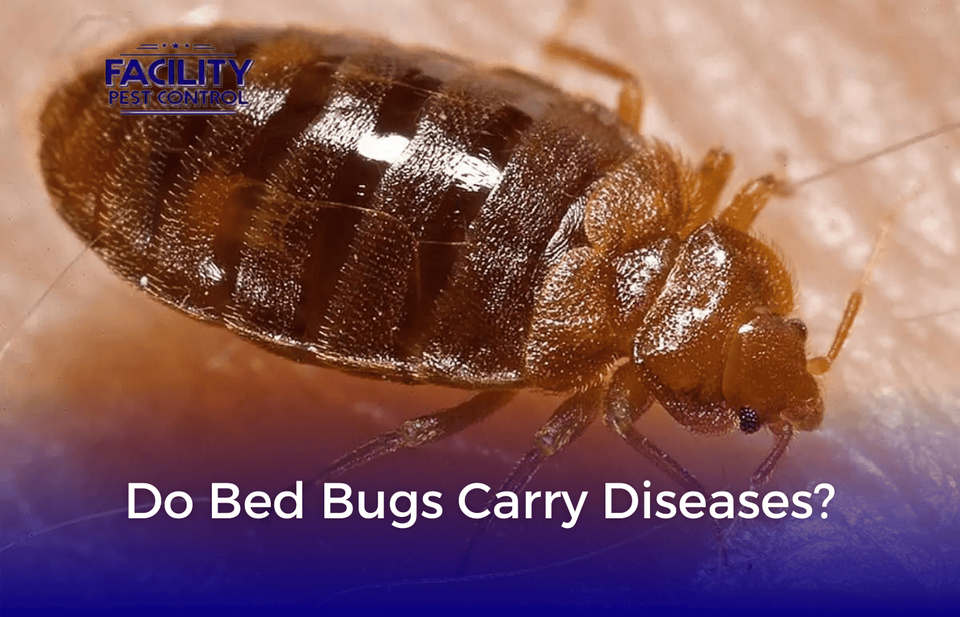 Do Bed Bugs Carry Diseases?
