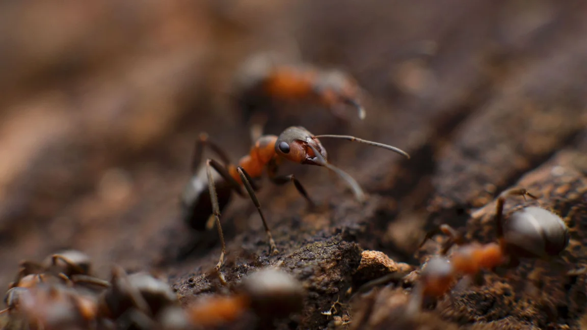 porter ranch ca pest control