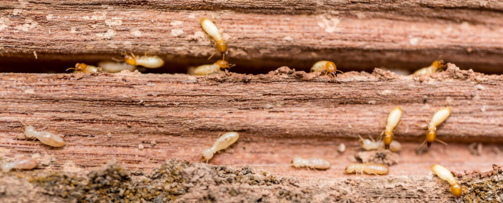 Pest Control Tips