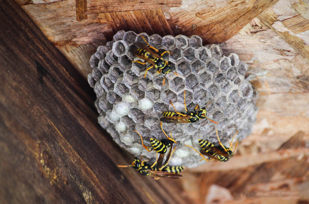 Top-Notch Exterminator