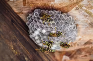 Top-Notch Exterminator