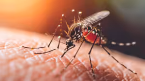 Mosquito Control Specialists