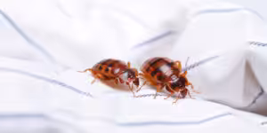 Effective Pest Control