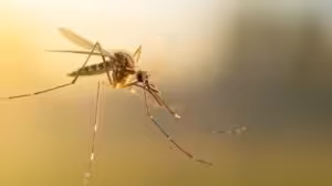 Pest Control Quality Services