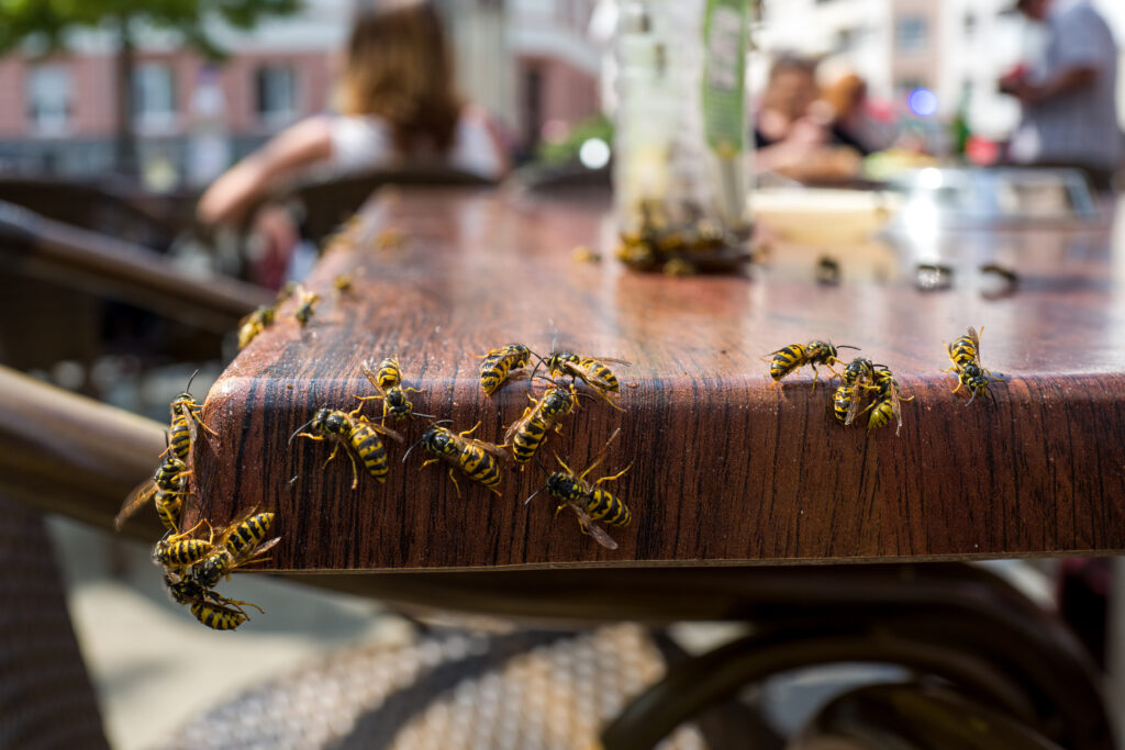 Professional Pest Control Services