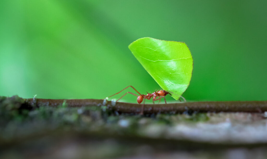 Top-Notch Pest Control