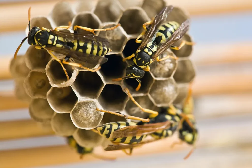Depositphotos 34515877 XL wasp on the nest