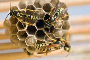 wasp on the nest