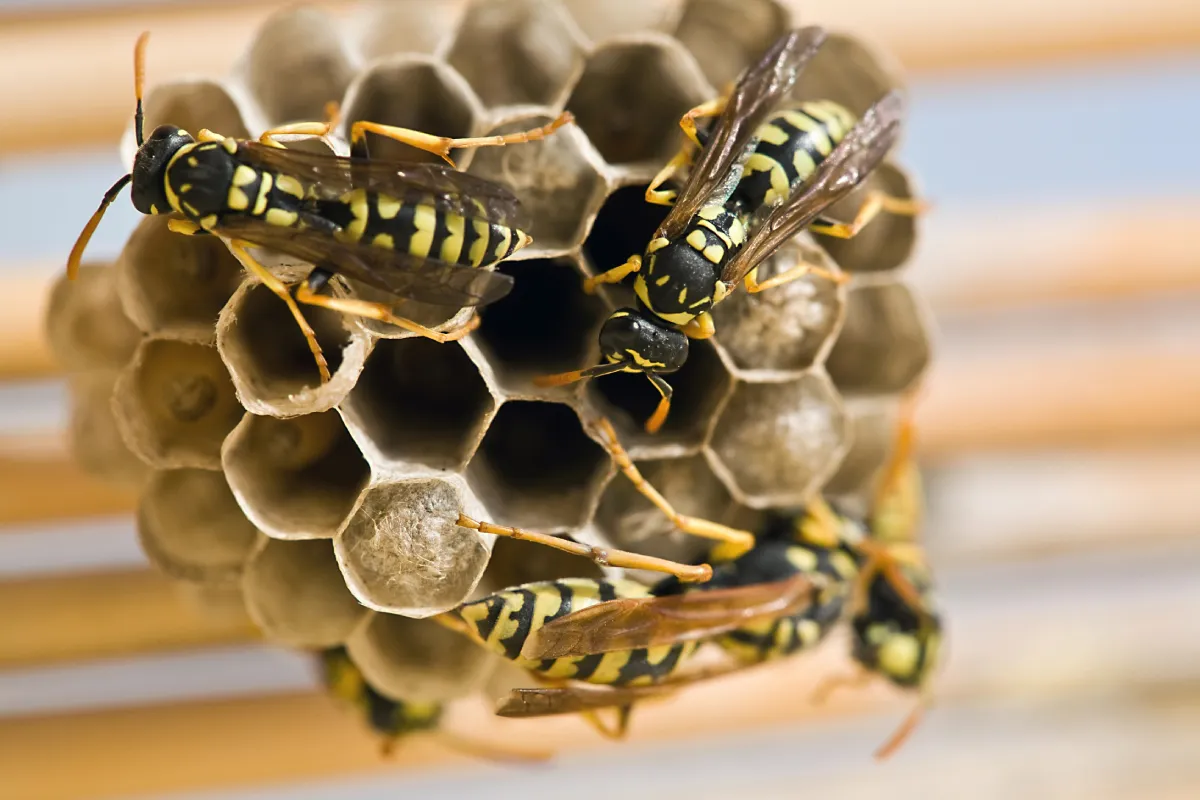 Depositphotos 34515877 XL wasp on the nest