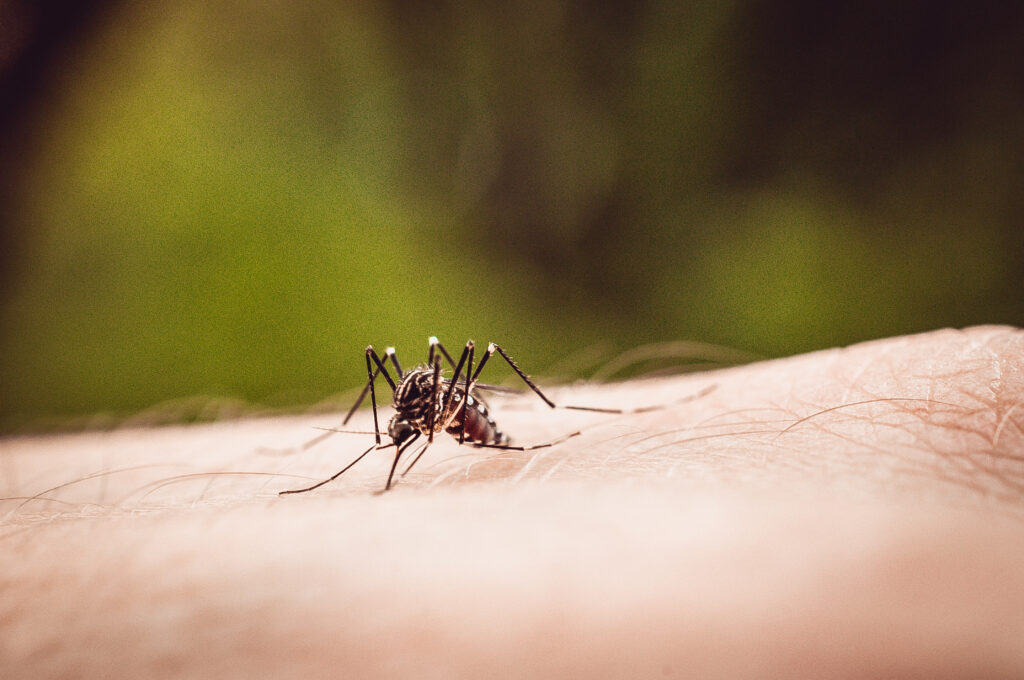 Mosquito Stations