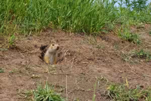 Gopher Identification