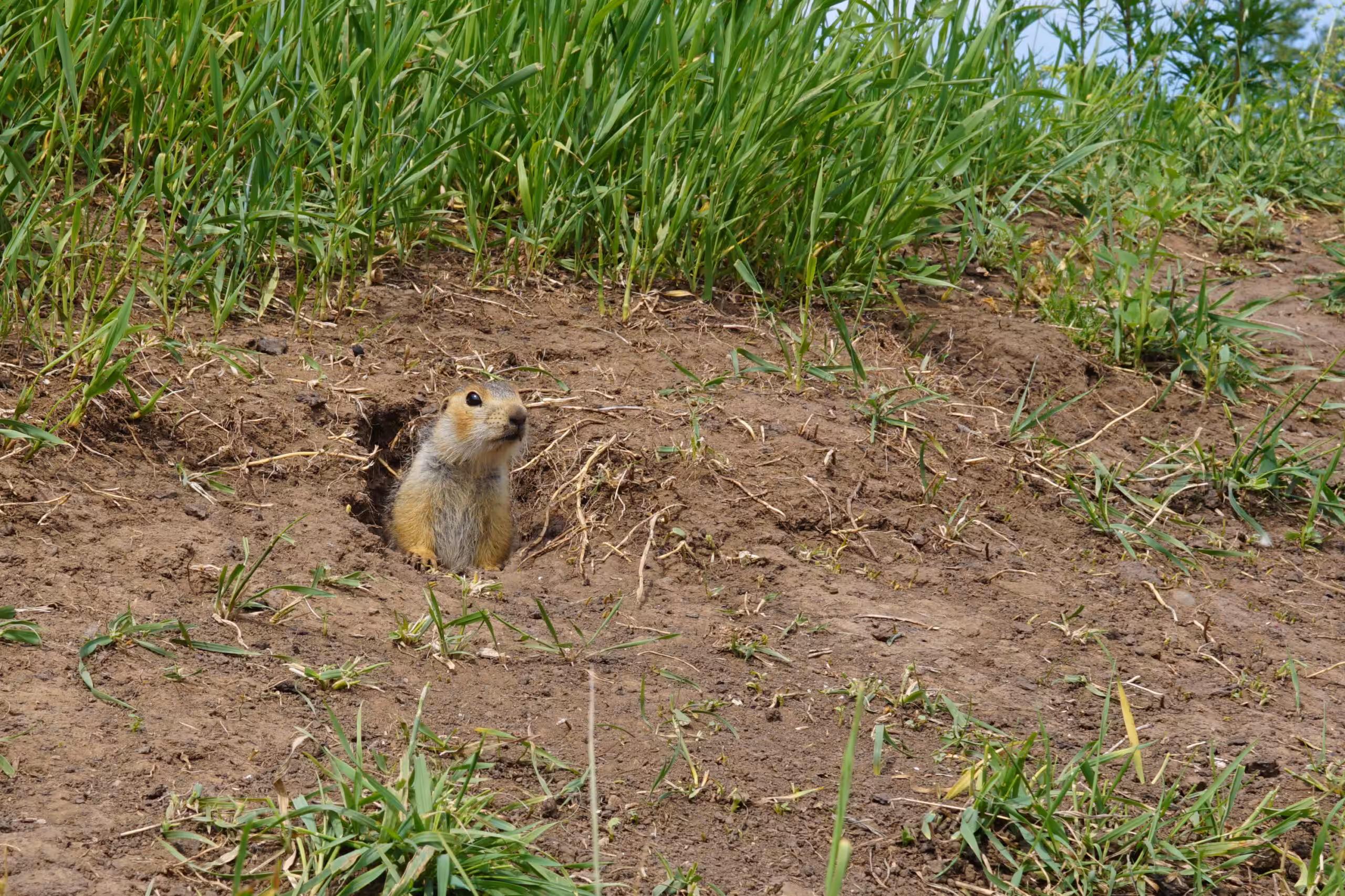 Gopher Identification