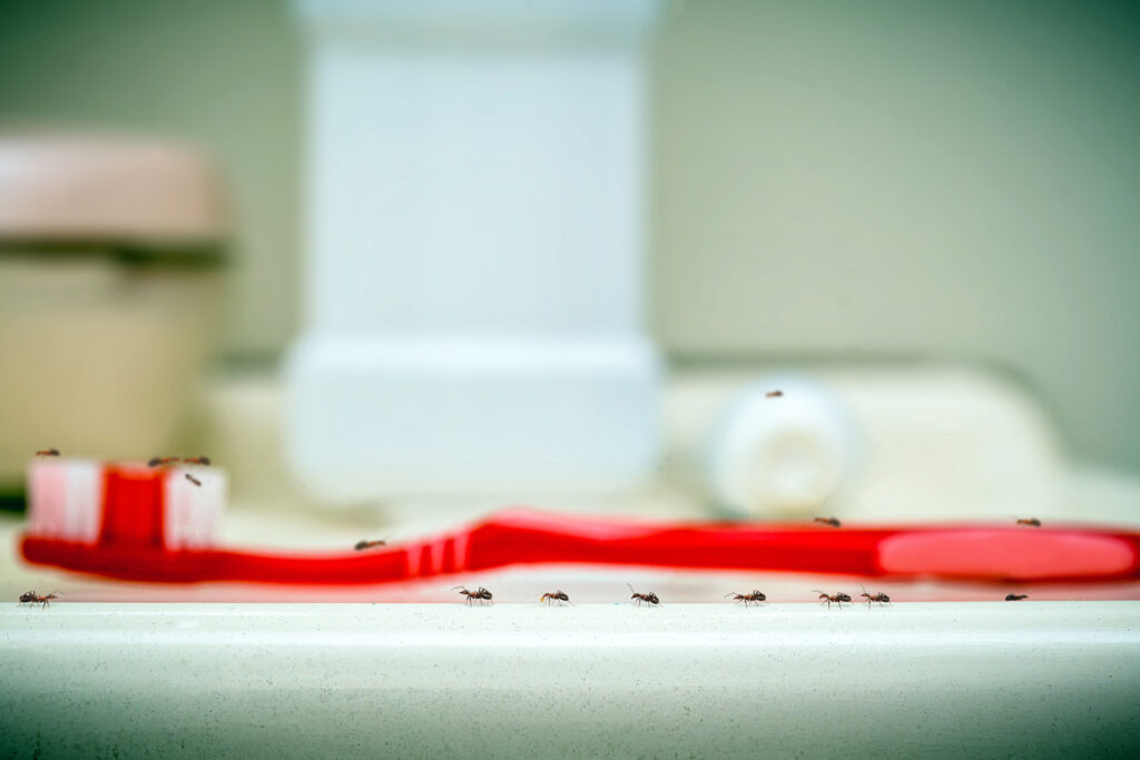 How to Get Rid of Ants in the Bathroom