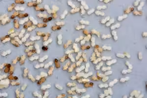 How to Identify Ant Eggs