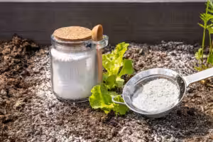 Diatomaceous Earth Kill Ants?